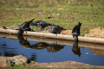 Spotless starling (Sturnus unicolor).  Birds drinking in a pond.