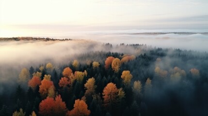 Aerial view of beautiful winter and autumn forest in low clouds at sunrise. Top view of orange and...