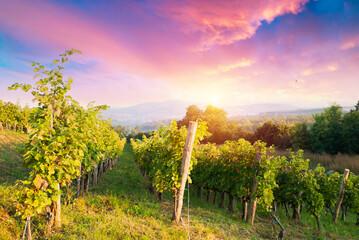 Naklejka premium Extra wide panoramic shot of a summer vineyard shot at sunset. High quality photo