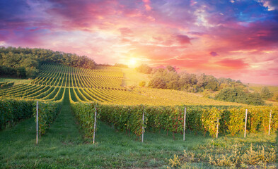 Extra wide panoramic shot of a summer vineyard shot at sunset. High quality photo