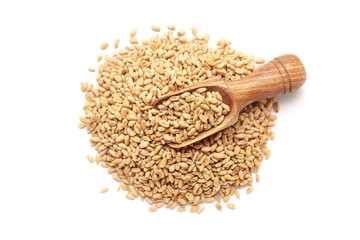 A pile of Organic Wheat Grains (Triticum) or caryopsis fruits with a wooden scoop, isolated on a white background. Top view  