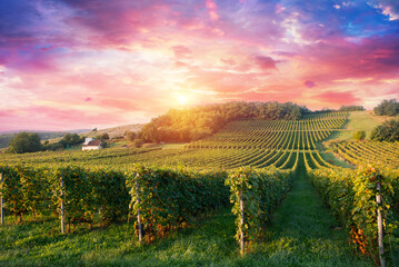 Extra wide panoramic shot of a summer vineyard shot at sunset. High quality photo