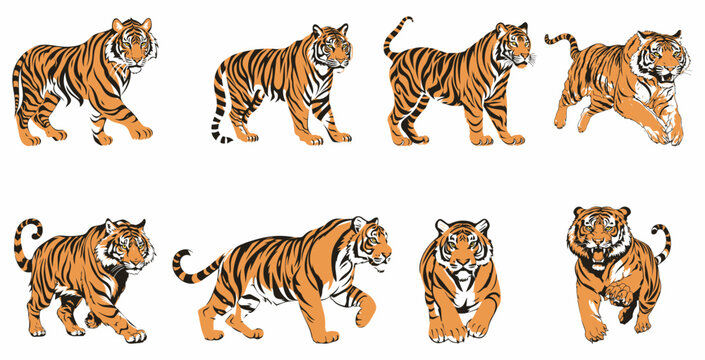 set of illustration of tigers. standing tiger running hunting pose. three colors. isolated on a white background. eps 10