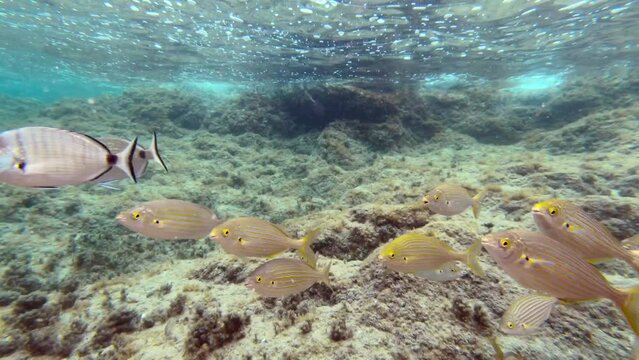 Underwater footage with sea breams (salema porgy, sargo and oblade)