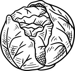 Vegetable Illustration