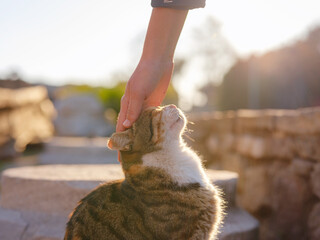 cats of Turkey, small resort town of Side with ancient Greek ruins. female tourist petting stray cat on street over sunset time in spring or fall season