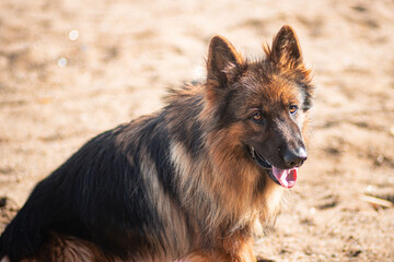 Portrait of a German Shepherd lying on the sand.