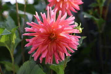 Beautiful Color Dalia Flower In The Park