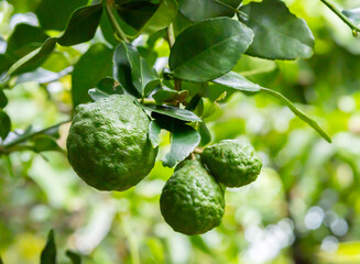 Green kaffir lime fruit The skin is rough and fragrant. Native to southeast Asia. Kaffir lime skin is commonly used as a food condiment. Fresh kaffir lime fruit on the kaffir lime tree.