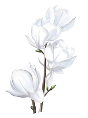 The watercolor draw and paint of white magnolia flowers.