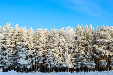 pine trees in white frost, blue sky above them, winter forest