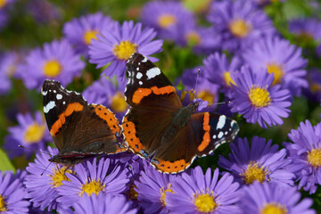 Admiral an Herbstaster	