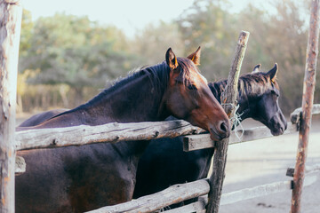 portrait of a brown horse