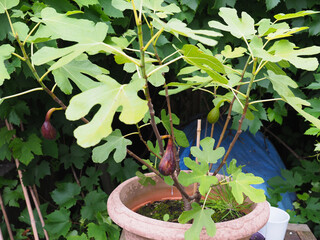 A small fig tree growing in a pot with ripe fig hanging down