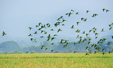 A large flock of wild Budgerigar parrots flying over feeding on paddy field of Bangladesh.	