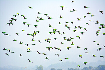 A large flock of wild Budgerigar parrots flying over feeding on paddy field of Bangladesh.	