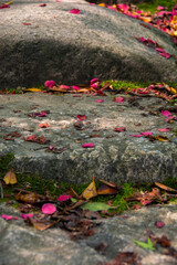 Petals on rocks in Autumn/Fall, Kyoto, Japan