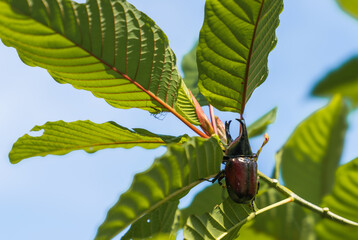 Beetles cling to kratom leaves, which is a Thai herbal plant - 661783684