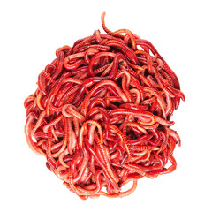 Top view of pile of earthworms isolated on white
