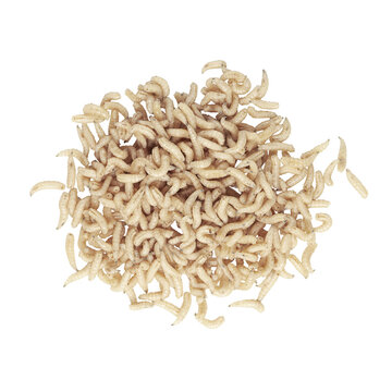 Top view of pile of maggot isolated on white