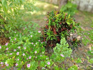 Wonderful natural scenario with green leaves and flower smiling with sunlight.