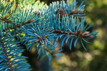 Naklejka na ściany i meble Blue spruce in a botanical garden in macro photography