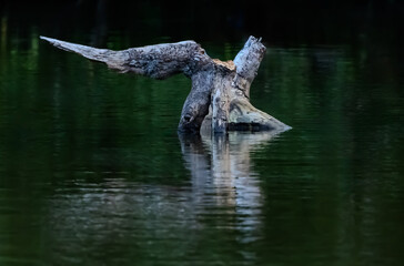 stump in water