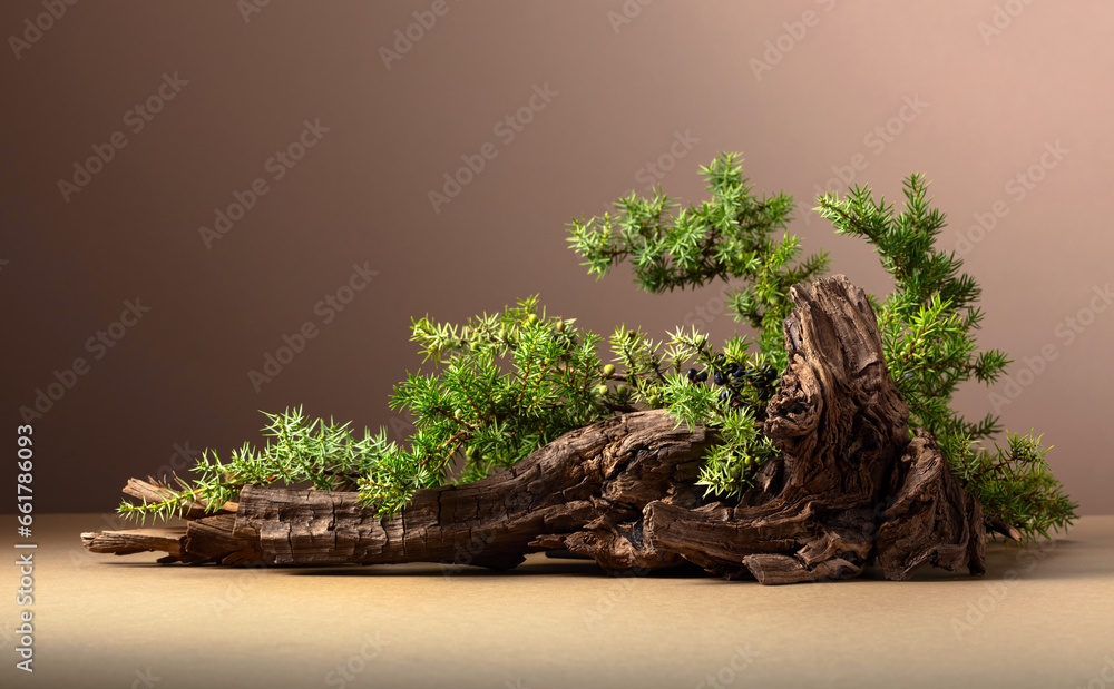 Wall mural Abstract nature scene with a composition of juniper and dry snags.