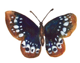 Watercolor butterfly on white background 03