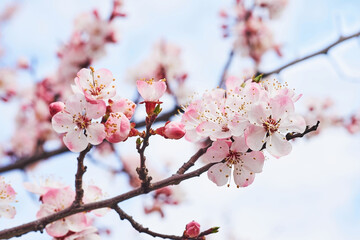 Beautiful young red spring flowers against the tender blue sky.
