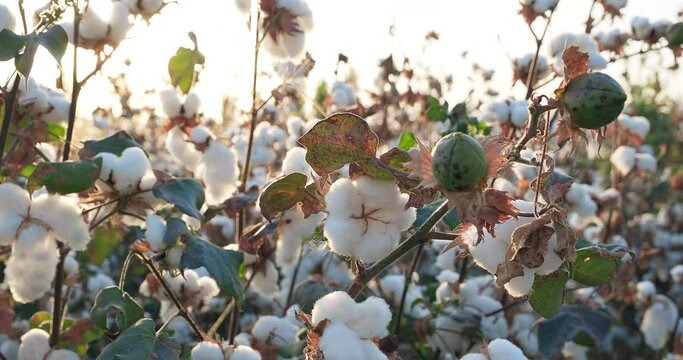 Cotton harvest. Ready to harvest cotton bushes. Cotton field at sunset