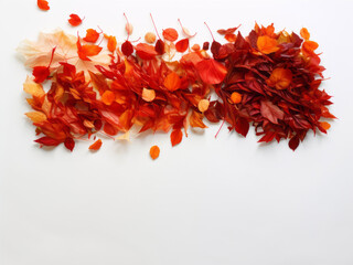 Red autumn leaves, white background, synthetic source