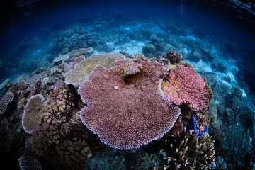 Fototapeta na wymiar Tropical Coral Reef - Table Corals (Acropora sp.)