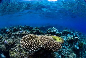 Naklejka na ściany i meble Tropical Coral Reef - Table Corals (Acropora sp.)