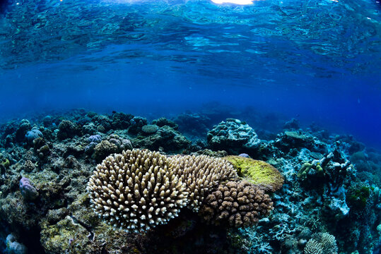 Tropical Coral Reef - Table Corals (Acropora sp.)