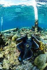 Giant clam Tridacna gigas