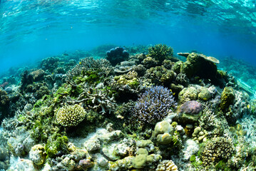 Fototapeta na wymiar Tropical Coral Reef - Table Corals (Acropora sp.)