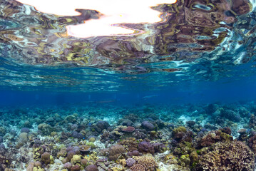 Coral Reef Free Diving