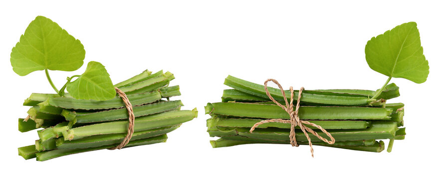 Cissus quadrangularis branch green leaves on transparent background.