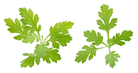 Mugwort branch green leaves on transparent background.