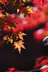 カエデの紅葉のクローズアップ