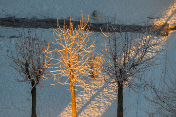Inverno. Neve. Alberi illuminati dal sole el tramonto dopo una abbondante nevicata.