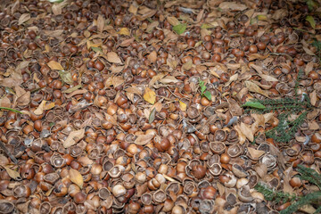 Sol couvert de noisettes et de coques dans un sous bois