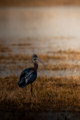 Moritos comunes buscando comida en el lago