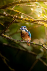 martín pescador buscando comida en el pantano