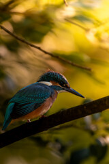martín pescador buscando comida en el pantano