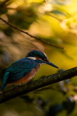 martín pescador buscando comida en el pantano