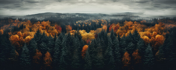 Top view of a autumn forest