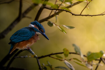 martín pescador buscando comida en el pantano