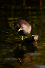 ave buscando comida en el pantano